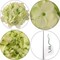 Artificial Hydrangea Picks, 3-Inch, 7" Wide, 20-Pack, Green, Realistic Silk Flowers, Spring Floral Picks, Parties & Events, Home & Office Decor, Floral Home by Artificial Flowers